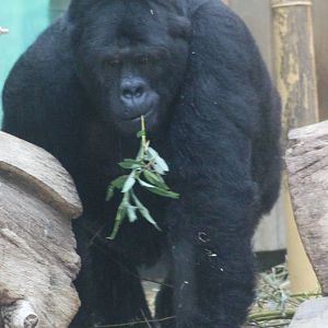 Eastern lowland gorilla