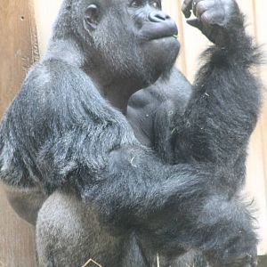 Western lowland gorilla