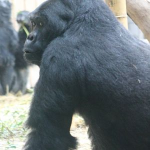 Eastern lowland gorilla