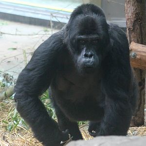 Eastern lowland gorilla