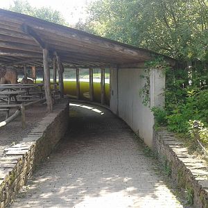Underwater viewing Pygmy hippos