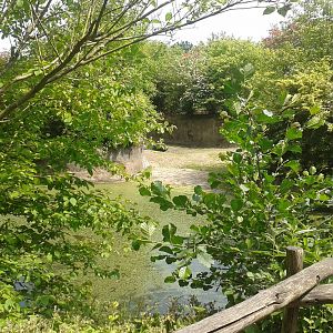 Pygmy hippo enclosure
