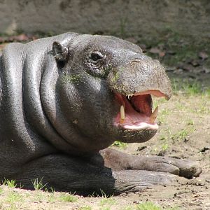 Pygmy hippo