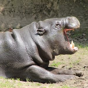 Pygmy hippo