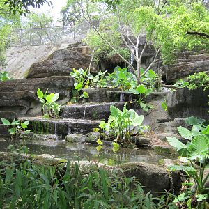 Formosan Serow exhibit