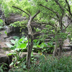 Formosan Serow exhibit