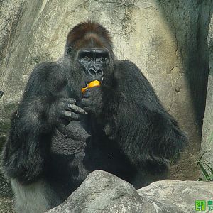 Happy(1965/9/10~2014/6/16)