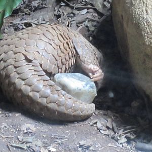 Chinese pangolin eating(some important message here)