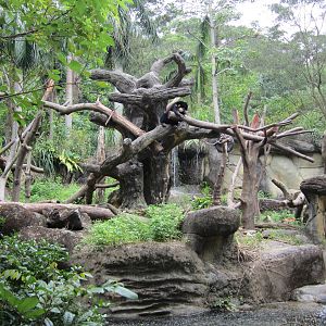 Malayan sun bear exhibit