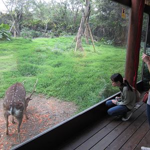 one of the Formosan Sika exhibit