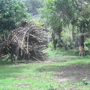 Formosan Sika exhibit