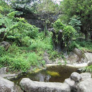 Formosan black bear exhibit