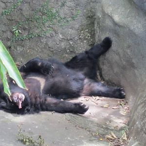 Formosan black bear