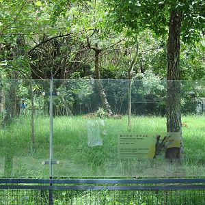 Muntjac exhibit