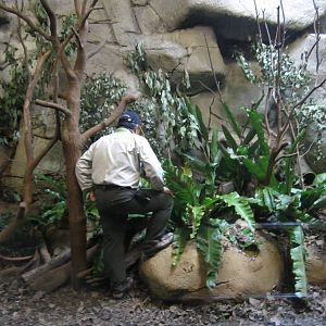 Keeper in Pangolin exhibit