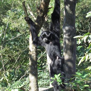 Siamang