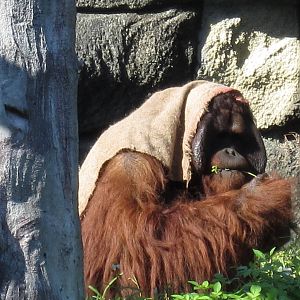 Male Orangutan