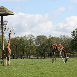 Hybrid Giraffes, 6th May 2014