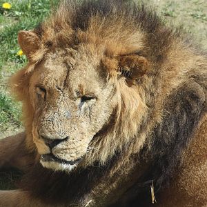 African Lion, 6th May 2014