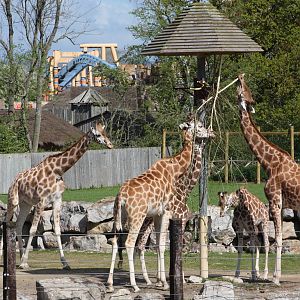 Rothschild's Giraffes, 6th May 2014