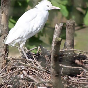 Cattle Egret, 6th May 2014