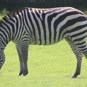 Grant's Zebra, 6th May 2014