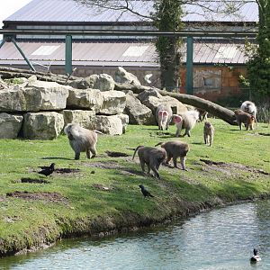 Hamadryas Baboons, 6th May 2014