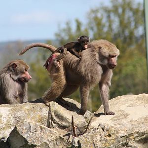 Hamadryas Baboons, 6th May 2014