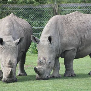 White Rhinoceroses, 6th May 2014