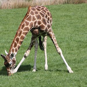 Hybrid Giraffe, 6th May 2014