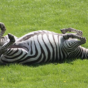 Grant's Zebra, 6th May 2014