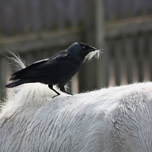 Not an Oxpecker, 6th May 2014