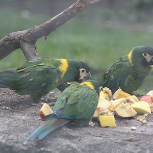 Yellow-collared Macaws, 6th May 2014
