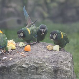 Yellow-collared Macaws, 6th May 2014