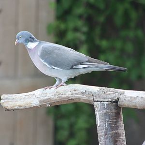 Not part of the Bird Show, 6th May 2014