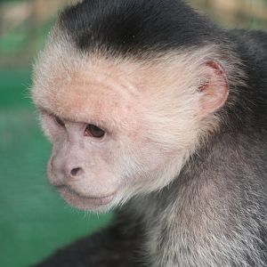 White-throated Capuchin, 13th September 2013