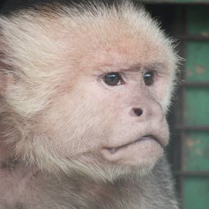White-throated Capuchin, 13th September 2013