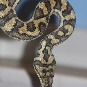 Carpet Python, 13th September 2013