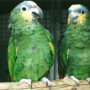 Orange-winged Amazons, 13th September 2013