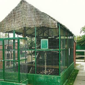 Closer view of Ring-tailed Lemur exhibit, 13th September 2013