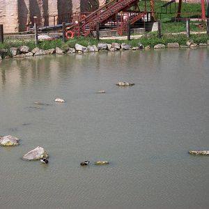 Where has the island gone? 6th May 2014