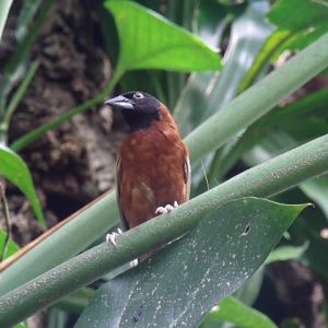 Chestnut Weaver