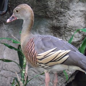 Plumed Whistling Duck