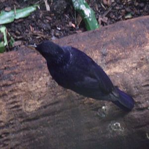 Blue Whistling Thrush