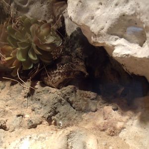 Puerto Rican Crested Toad