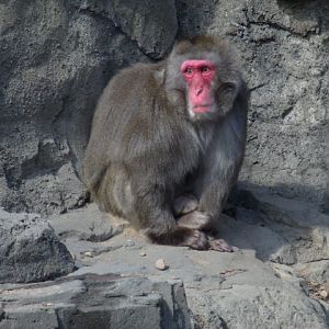 Japanese Macaque