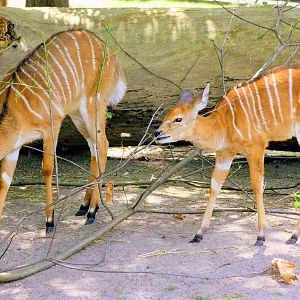 Young nyala; Berlin Zoo; 6th June 2014