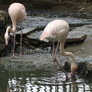 Flamingos