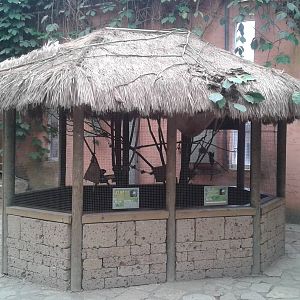 White-faced marmoset enclosure