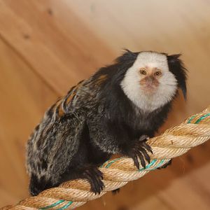 White-faced marmoset